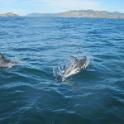 33 Dolphins in Dunedin